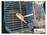 كنار للبيع