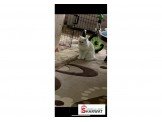 قطط  Image 3