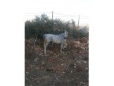 خيل Image 2