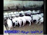 مزرعة مع حظائر Image 2