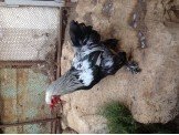 وز امريكي ودجاج براهما للبيع بسعر مناسب جداً Image 3