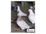 خمسة جواز حمام مصري حجم سوبر