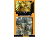 موسوعه اشارات اجران رانات صلبان افاعي 