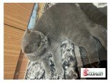 قط نوع سكوتش عمر 8 اشهر  Image 2
