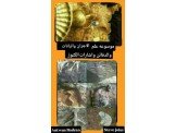 موسوعه اشارات اجران رانات صلبان افاعي  Image 2