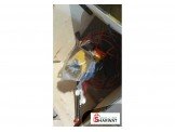 مروحة الهوليكبتر لتنعيم الخرسانة Image 3