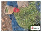 زيت زيتون بكر ممتاز  Image 3