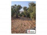 نمر ابتداءا من ٥٠٠م- تصنيف A- المالك مباشرة Image 1