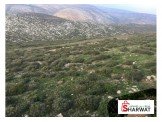ارض بجنسنيا كوشان طابو للاستثمار  Image 2