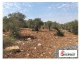 نمر ابتداءا من ٥٠٠م- تصنيف A- المالك مباشرة Image 2