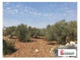 نمر ابتداءا من ٥٠٠م- تصنيف A- المالك مباشرة Image 3