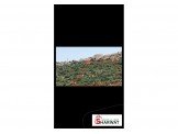 2 دونم قراوة بني زيد الجبل  Image 1