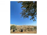 ارض مزروعة زيتون مع اطلالة مميزة في رمون ثلث ساعة من رام الله من المالك مباشرة Image 2