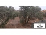 ارض للبيع صوريف مساحة الارض دونم مرتفعه مشجرة  Image 1