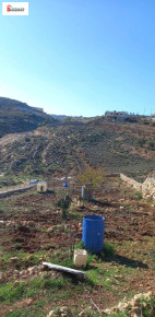 دنم أرض مزروع للبيع في بيت لحم