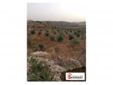 ارض 2 دونم صالحة لكافة الاعمال Image 1