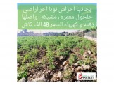 ارض نصف دونم في حلحول مميزة - معمرة  Image 2