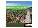 ارض نصف دونم في حلحول مميزة - معمرة  Image 3