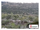 ارض للبيع في ام صفا بسعر مغري  Image 1