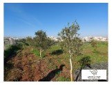 نمرة في جابريات  Image 1