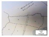 ارض 10 دنم للاستثمار مميزة مشجرة بالزيتون للبيع  Image 2