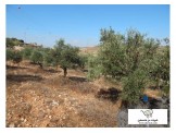 ارض 3.3 دونم للبيع على مفرق سعير- واد الشرق Image 1