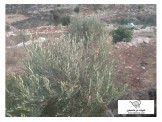 ارض 1 دونم صالحة لكافة الاعمال Image 1