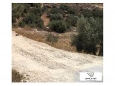 أرض ٧٥٠ متر في ارنبا مربعة المساحة معمرة ومزروعة ز Image 1