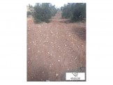 600 متر صالحة لكافة الاعمال Image 1
