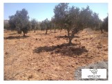 2 دونم صالحة لكافة الاعمال Image 3