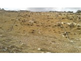 أرض 2 دونم - يطا - الحيلة وادي السادة  Image 1
