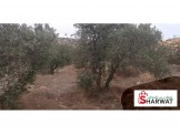 ارض للبيع شعب انجاصة بين حلحول وسعير مساحة الارض 2 Image 1
