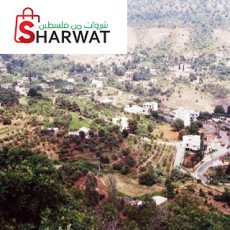 مسبح و منتزه وادي الليمون / عابود
