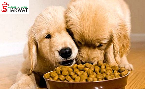 السلطان الحديثة للتجارة والاستثمار