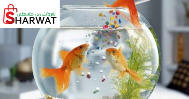 طيور واسماك