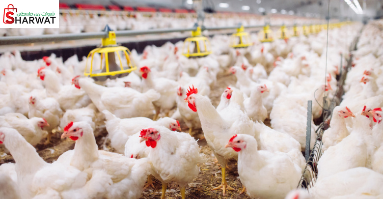 فقاسة ومزارع الزيتاوي