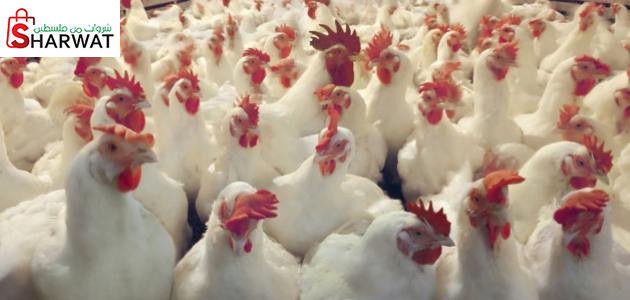 الرمحي للدواجن