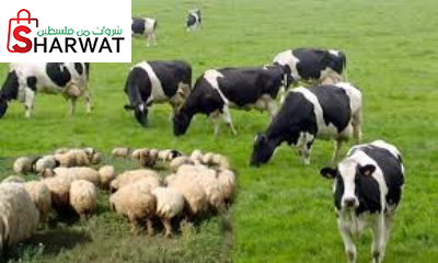 شركة الحوساني لتجارة اللحوم والمواشي