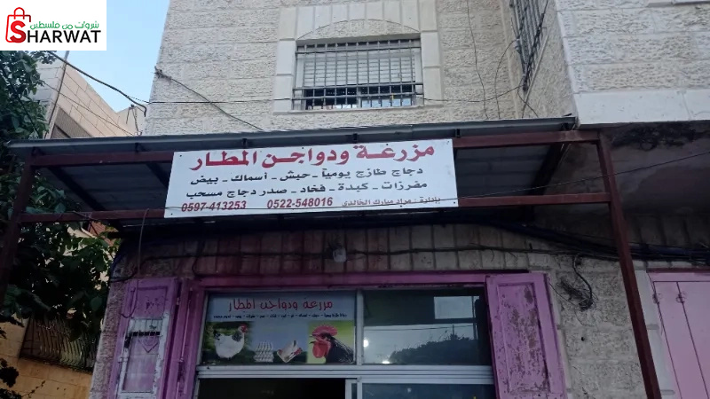 دواجن المطار