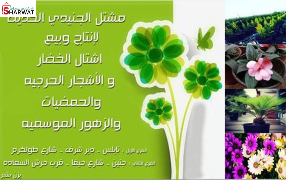 مشتل الجنيدي الحديث