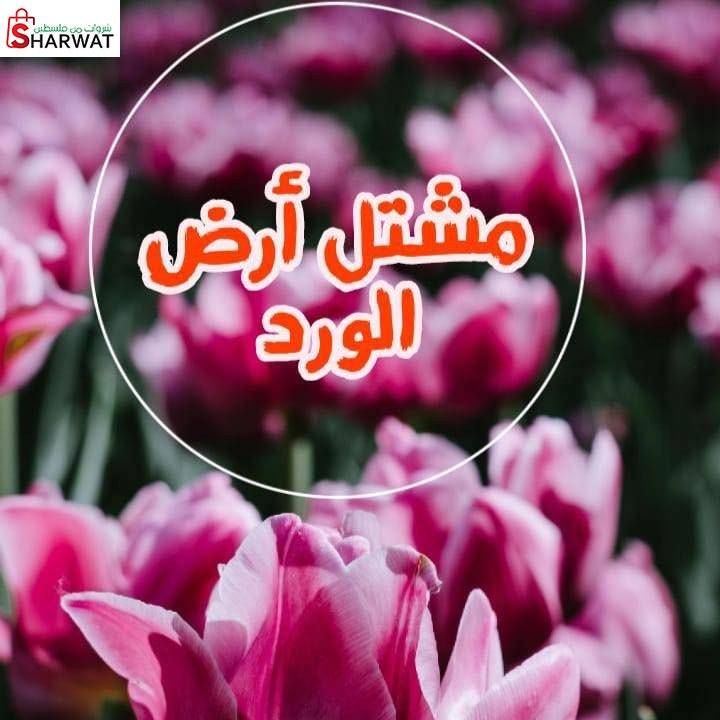 مشتل ارض الورد
