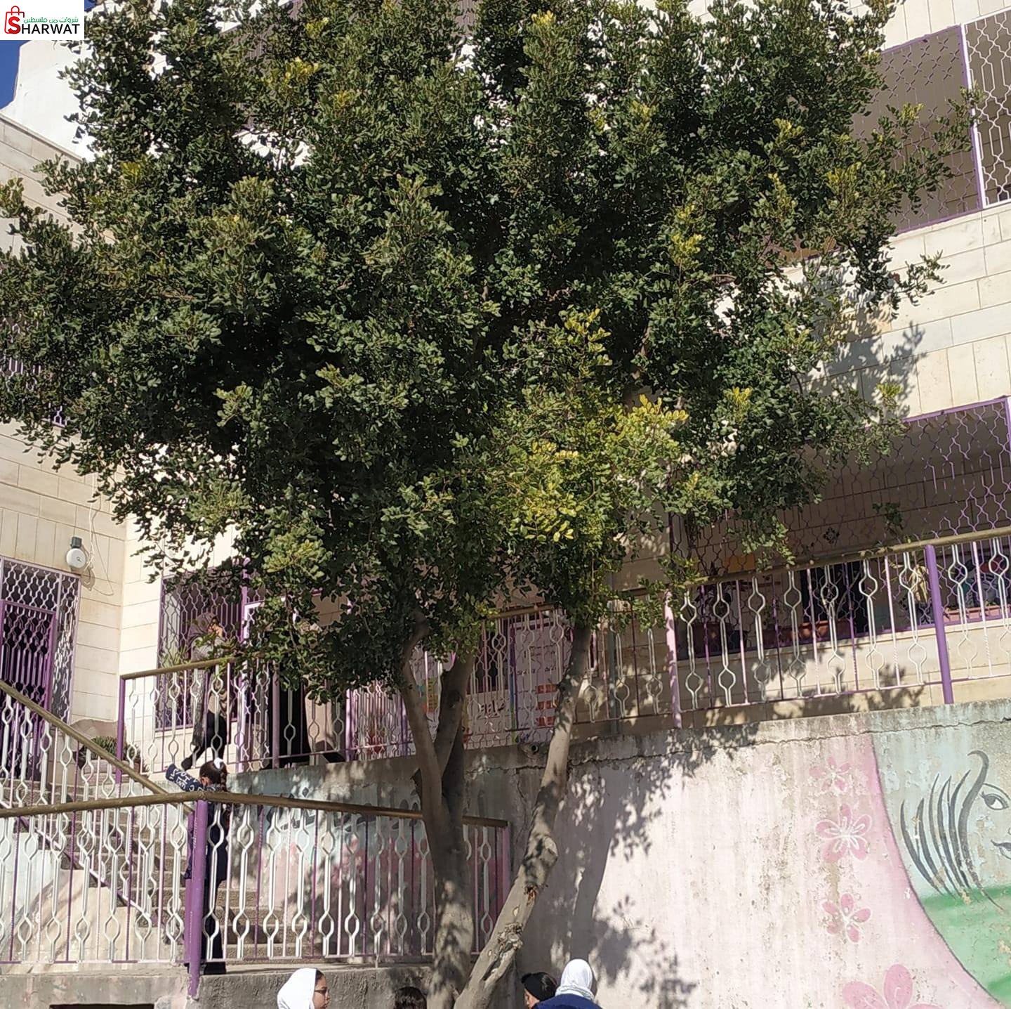 مدرسة شهداء بني نعيم الاساسية للبنات