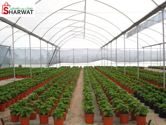 مشتل بيت امر