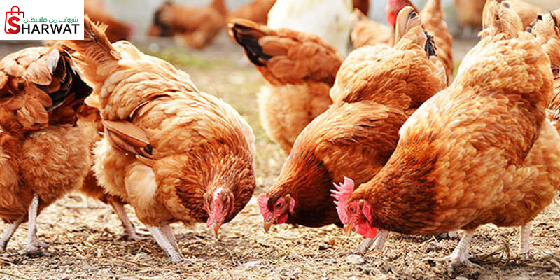 السعيري للدواجن واللحوم