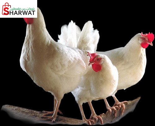 النور للقبة