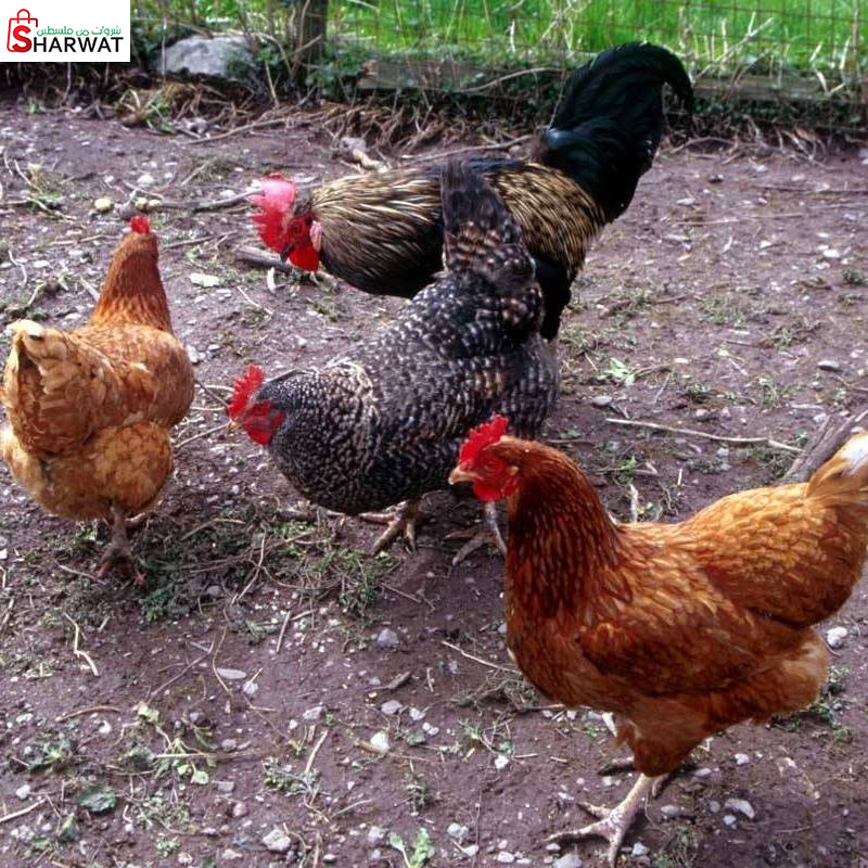 دائرة بيطرة الخليل