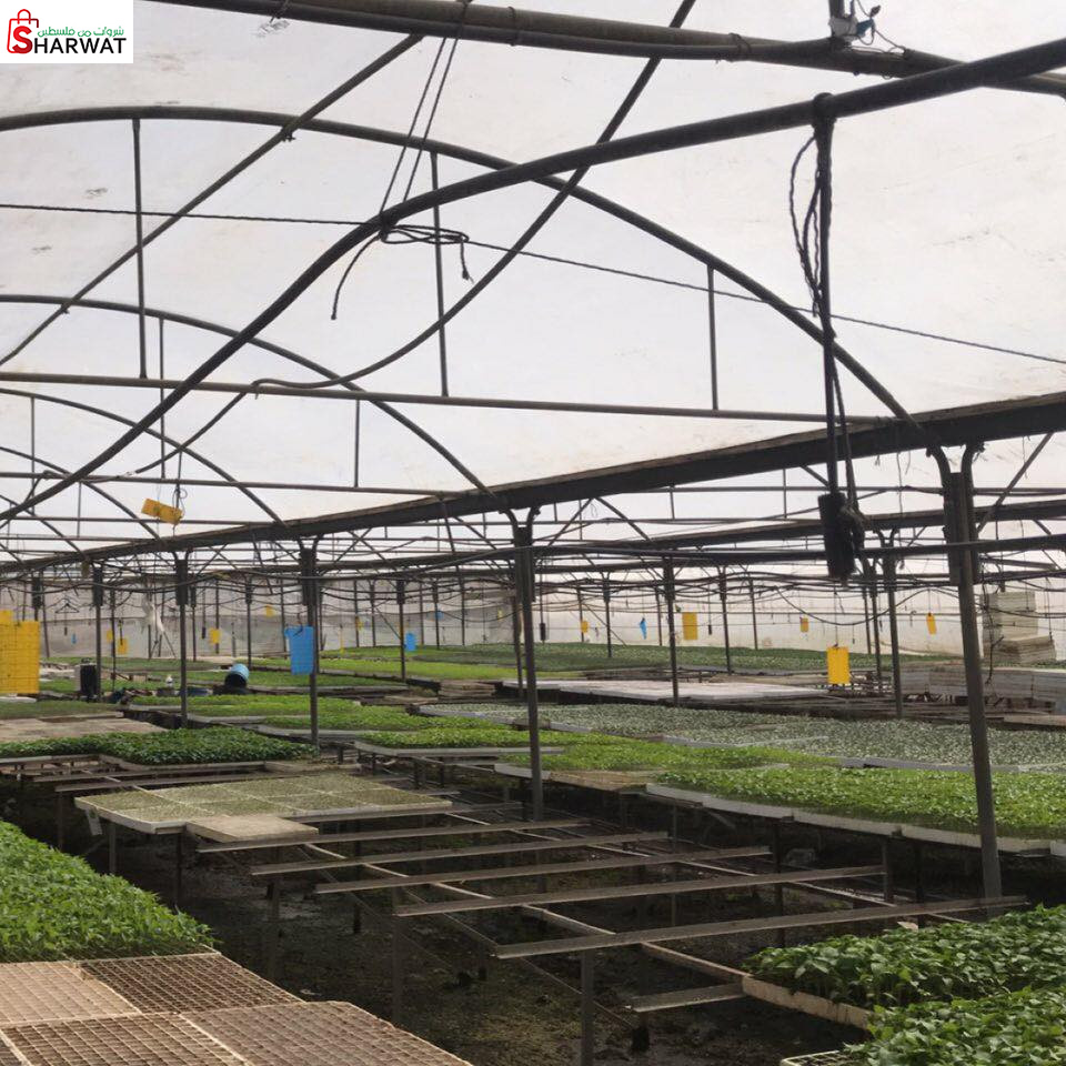 مشتل الشعراوية