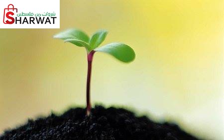 جمعية مشاغل تأهيل الفتيات