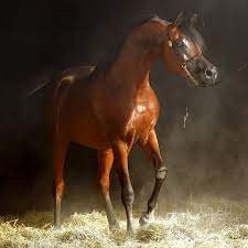 خيول عربية اصيلة