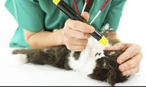 د. اسحق الجولاني